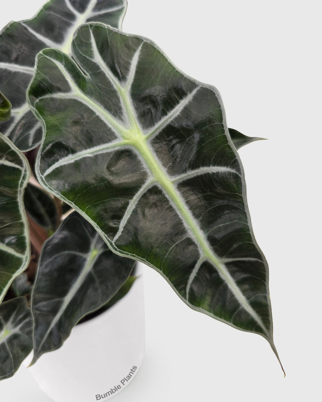 Alocasia Polly 'African Mask'