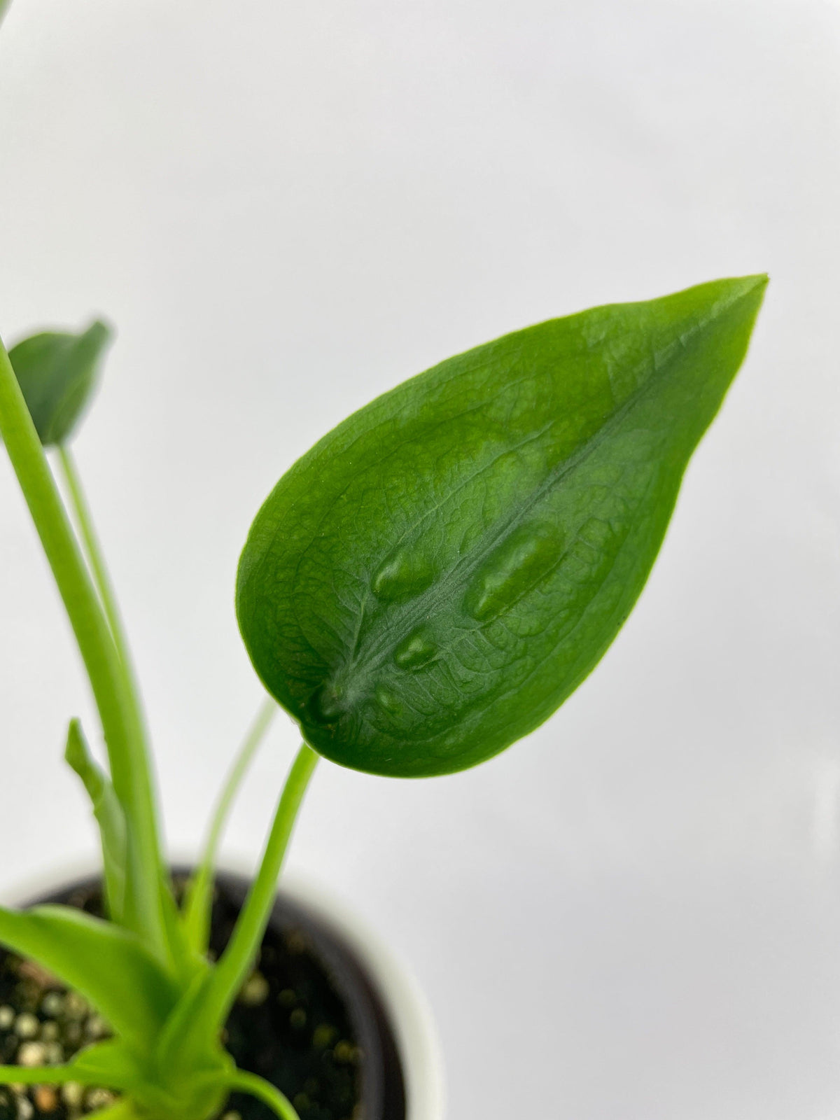 Alocasia Tiny Dancers Hybrid