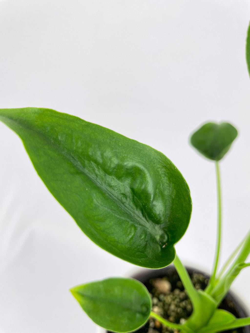 Alocasia Tiny Dancers Hybrid