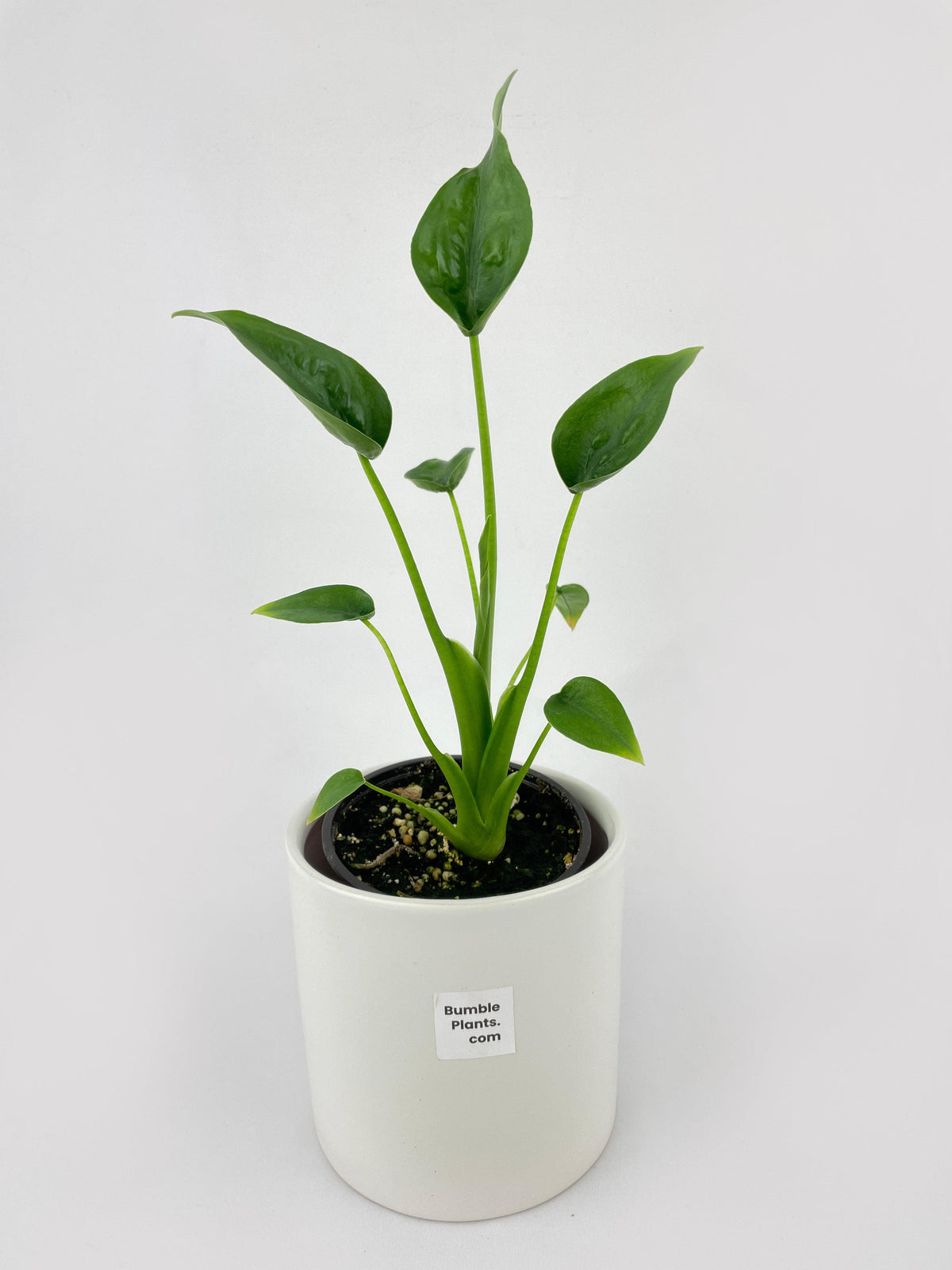 Alocasia Tiny Dancers Hybrid