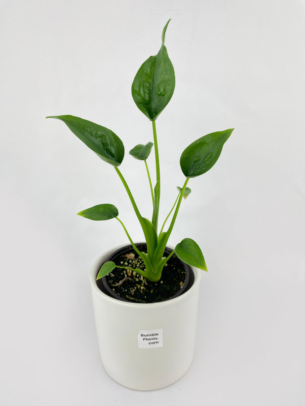 Alocasia Tiny Dancers Hybrid