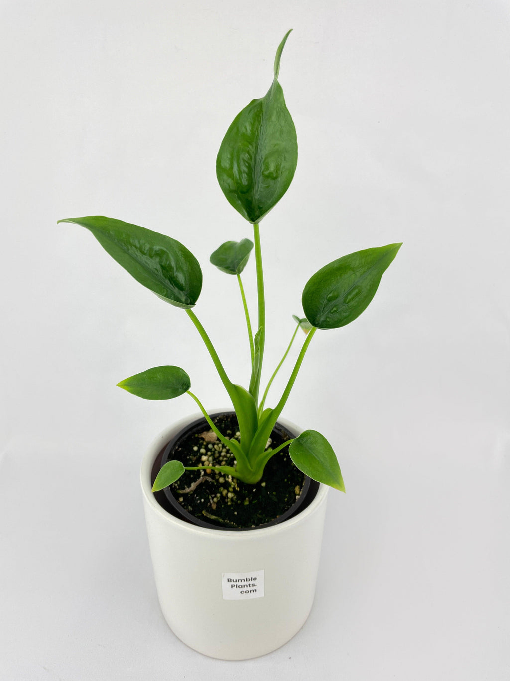 Alocasia Tiny Dancers Hybrid