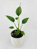 Alocasia Tiny Dancers Hybrid