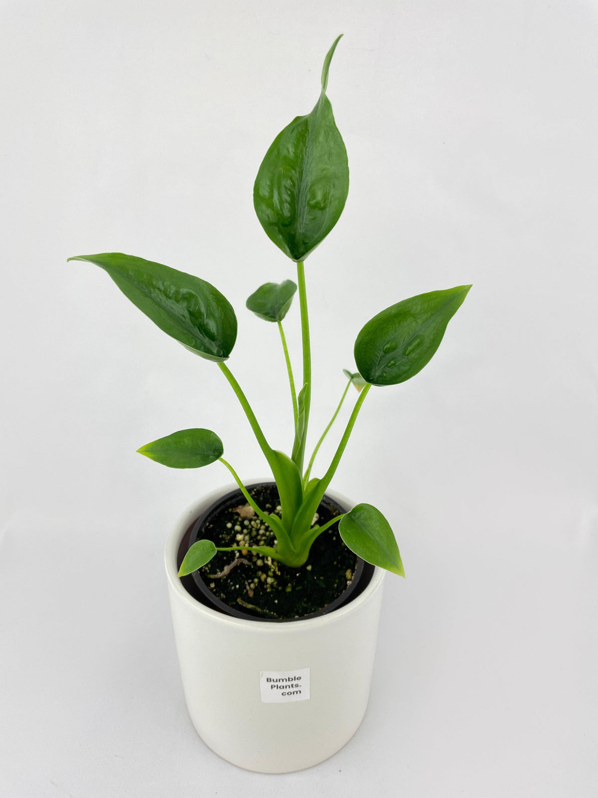 Alocasia Tiny Dancers Hybrid