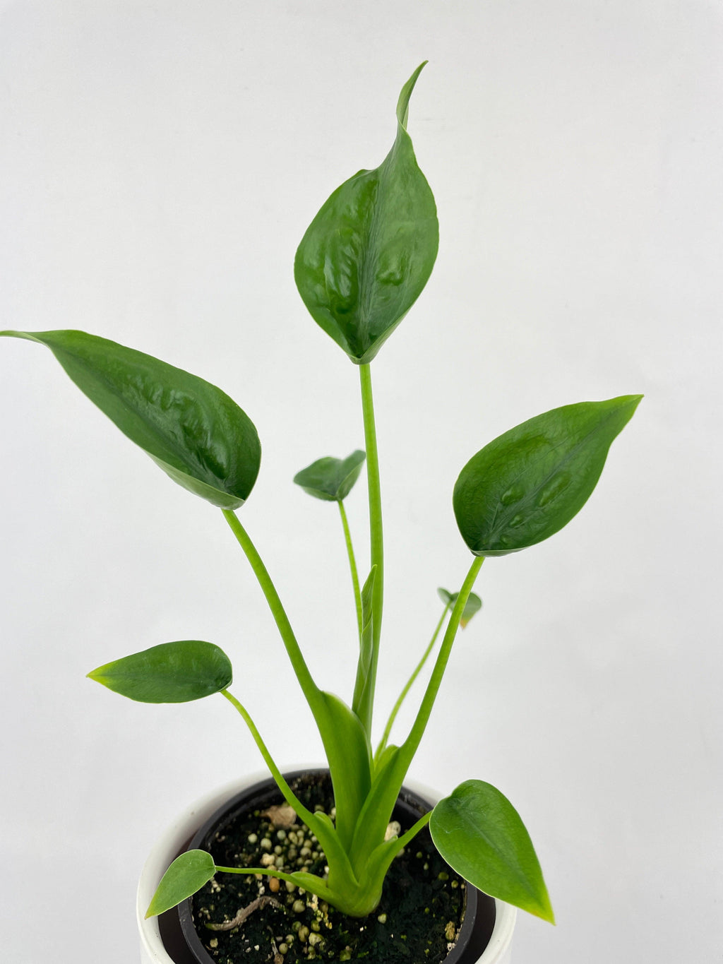 Alocasia Tiny Dancers Hybrid