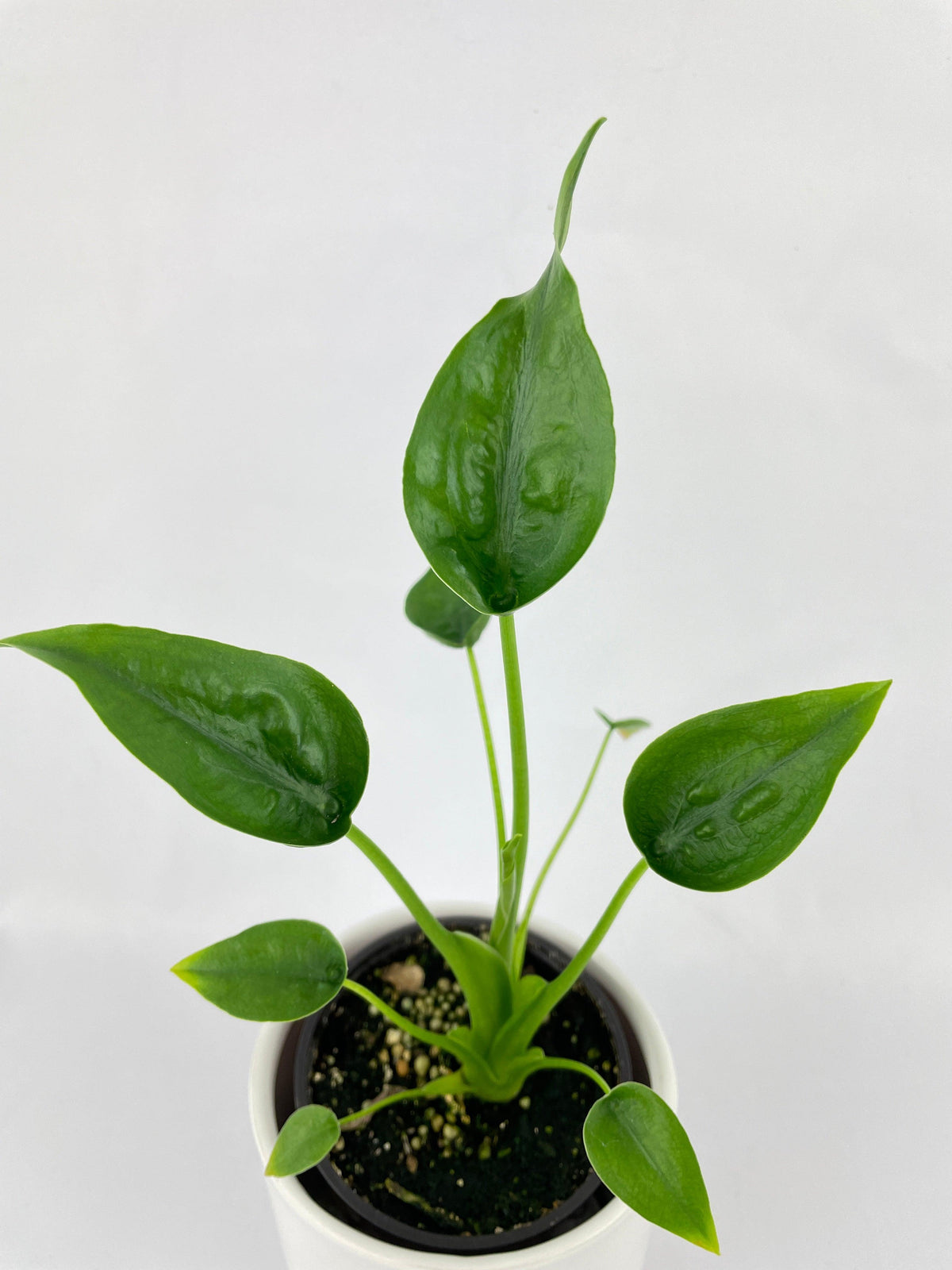 Alocasia Tiny Dancers Hybrid