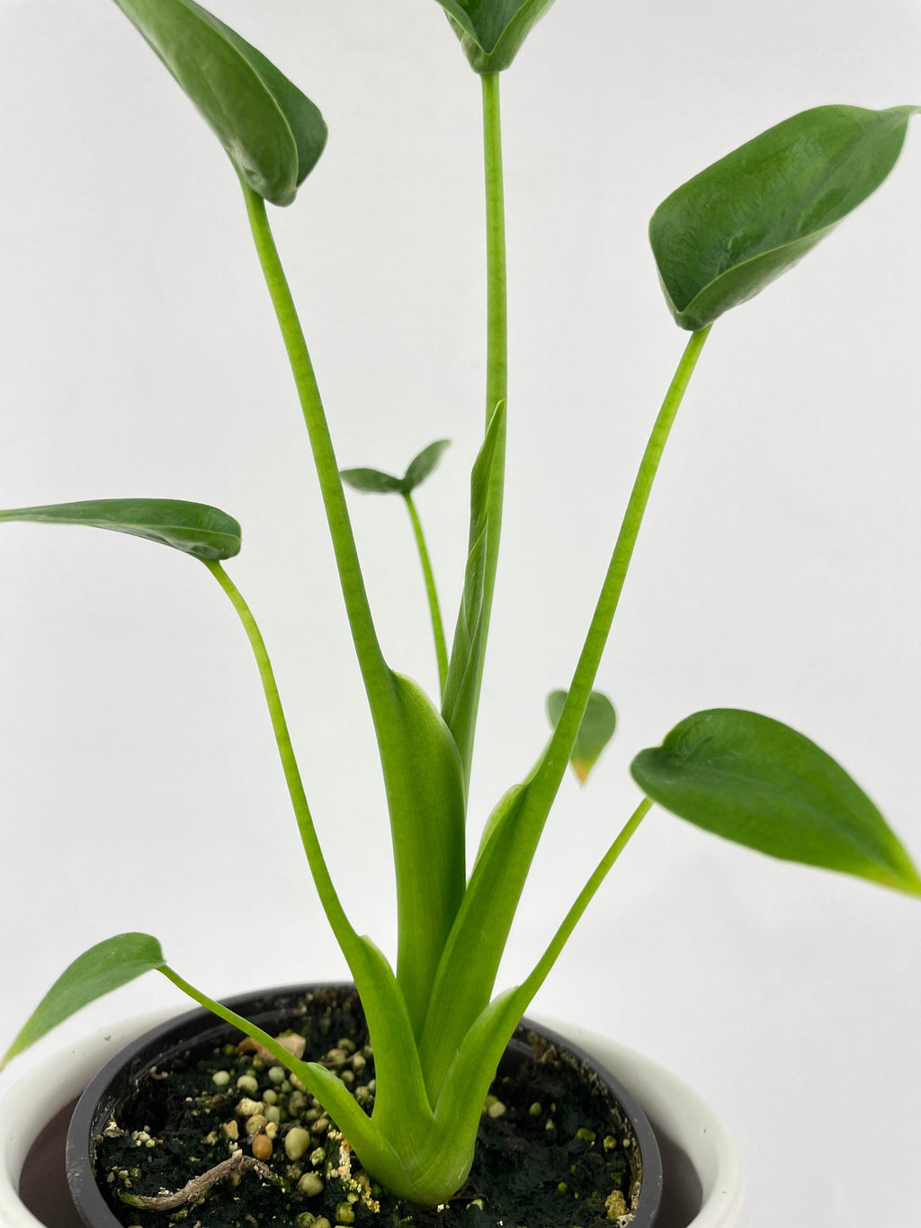 Alocasia Tiny Dancers Hybrid