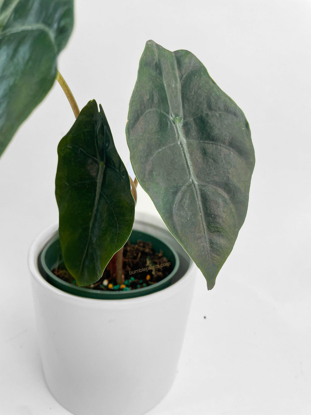 Alocasia X Chantrieri Hybrid