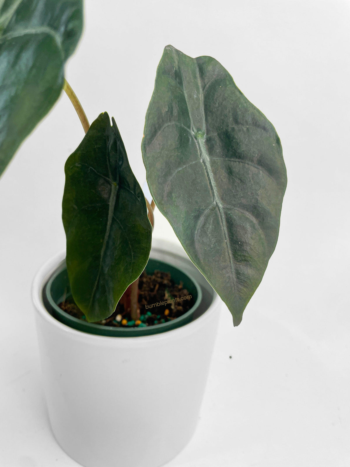 Alocasia X Chantrieri Hybrid