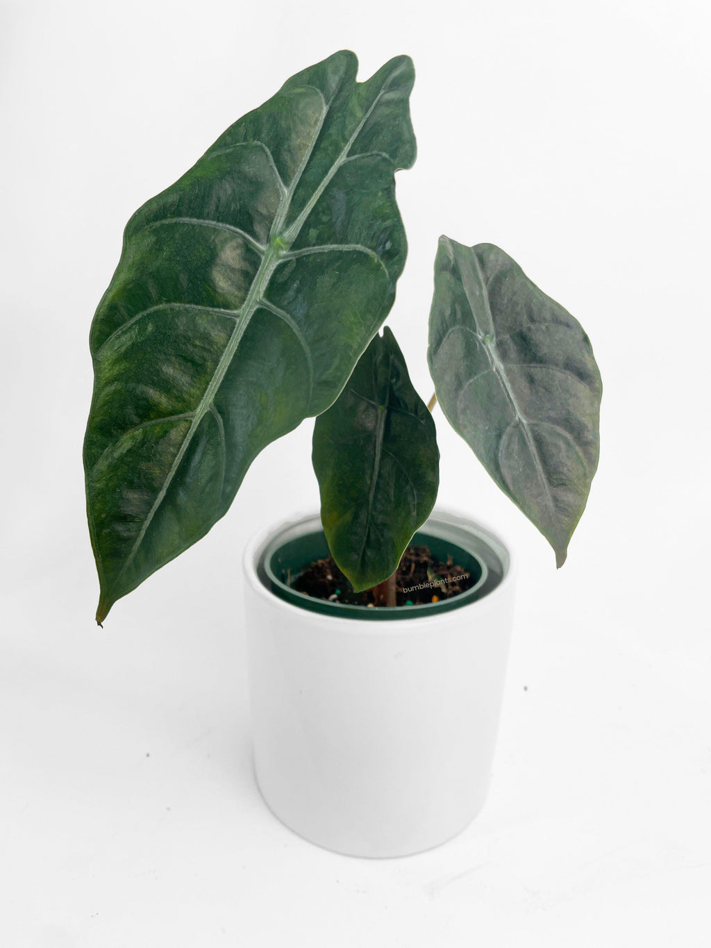Alocasia X Chantrieri Hybrid