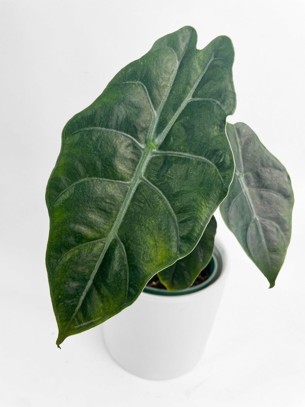 Alocasia X Chantrieri Hybrid