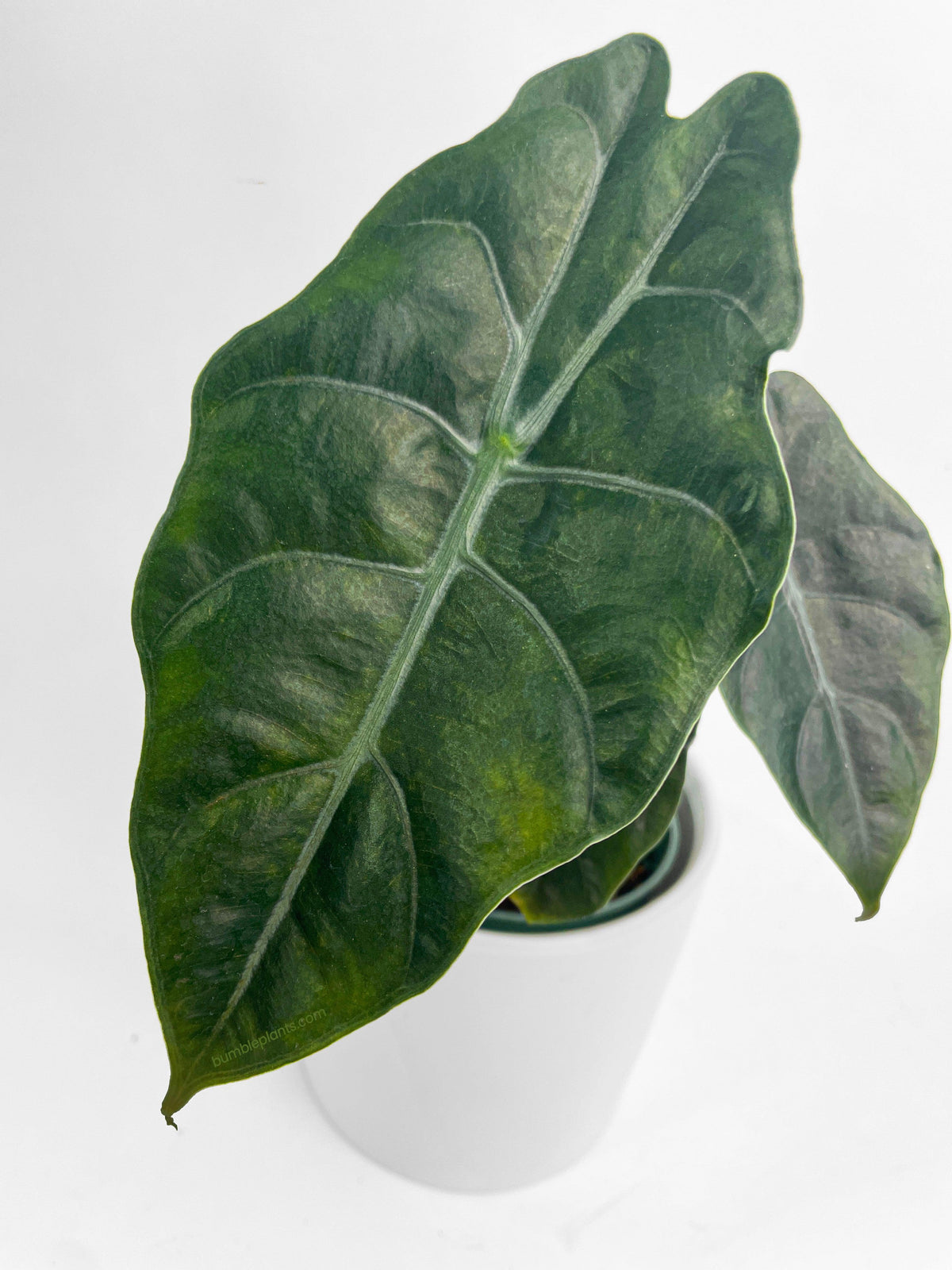 Alocasia X Chantrieri Hybrid