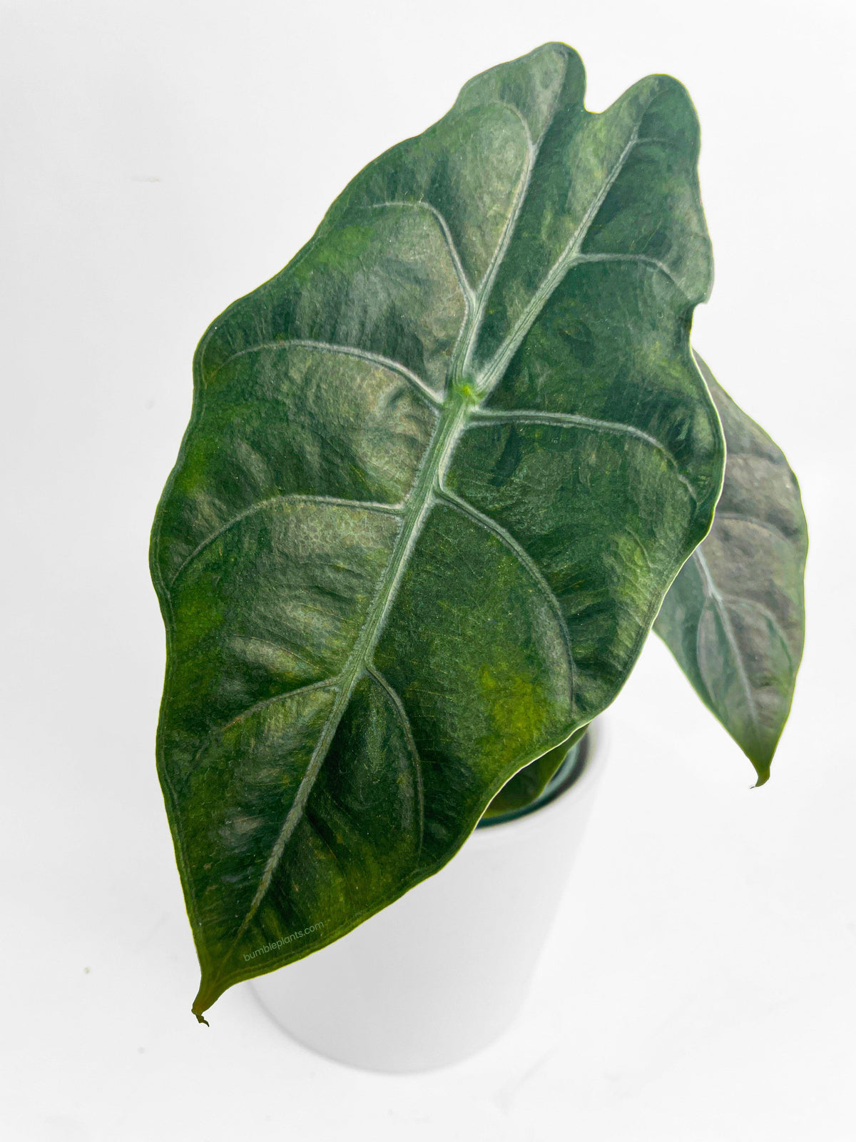 Alocasia X Chantrieri Hybrid