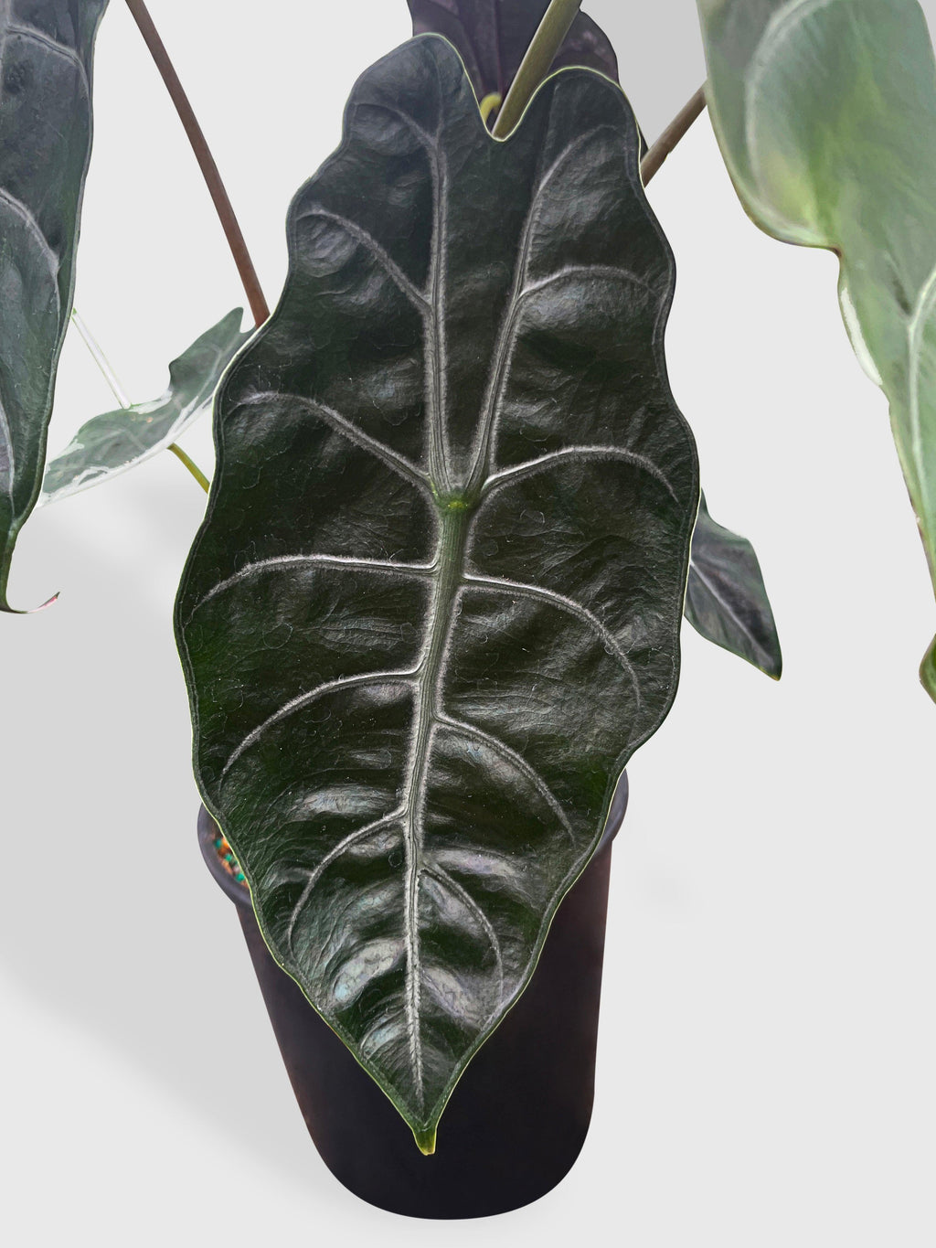Alocasia X Chantrieri Hybrid