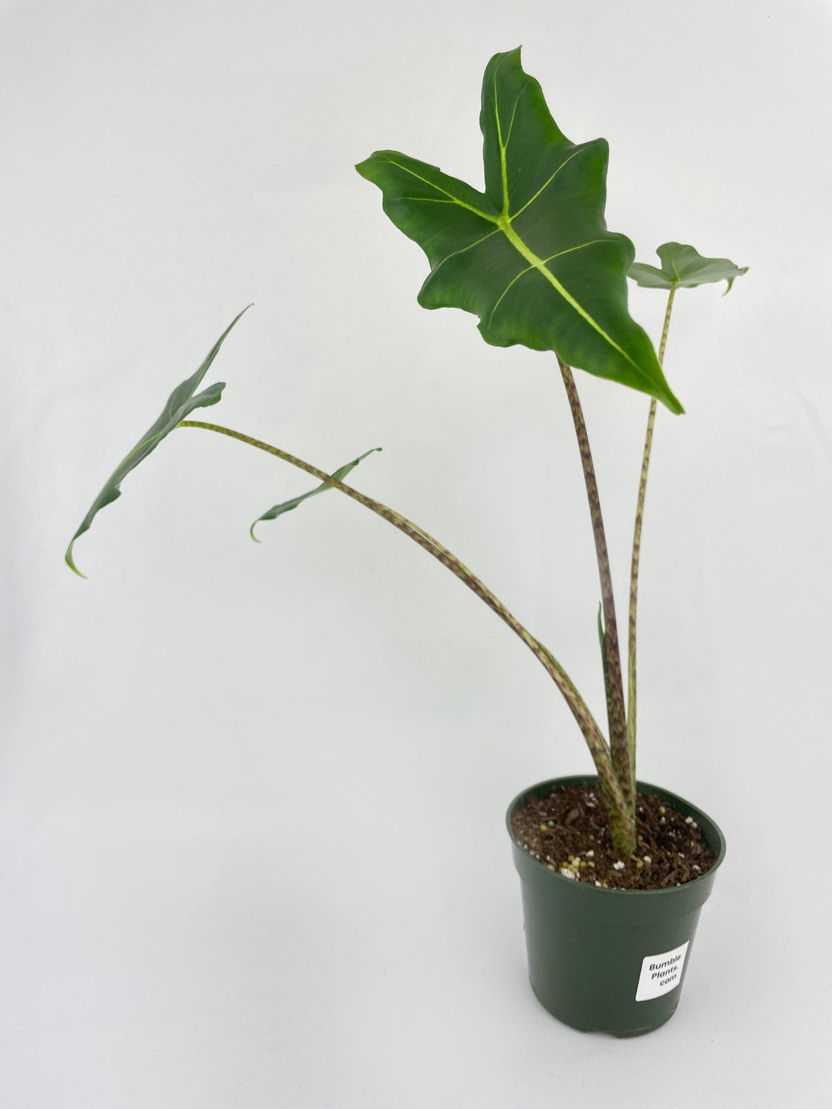 Alocasia Zebrina Hybrid "Sarian"