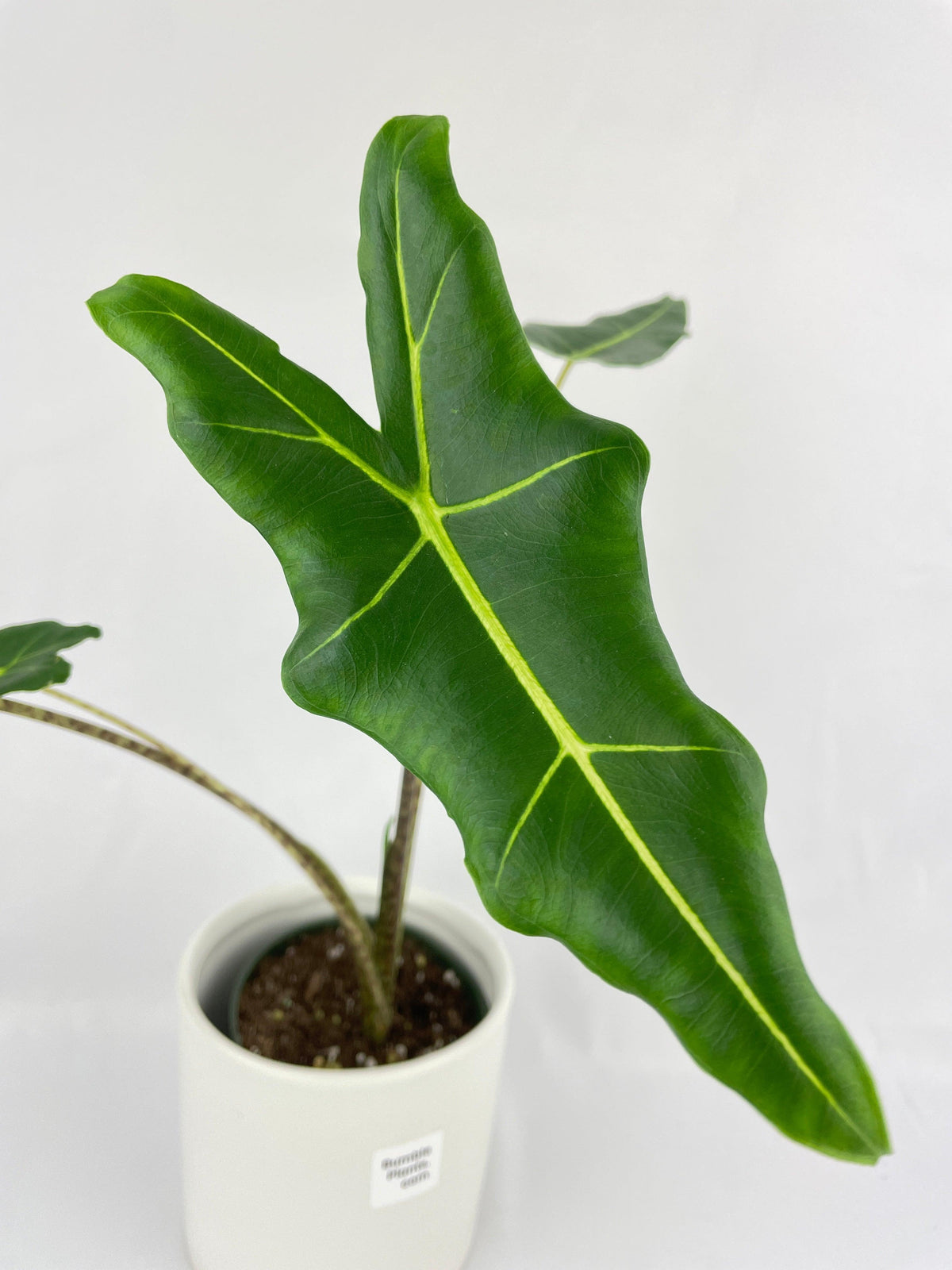 Alocasia Zebrina Hybrid "Sarian"