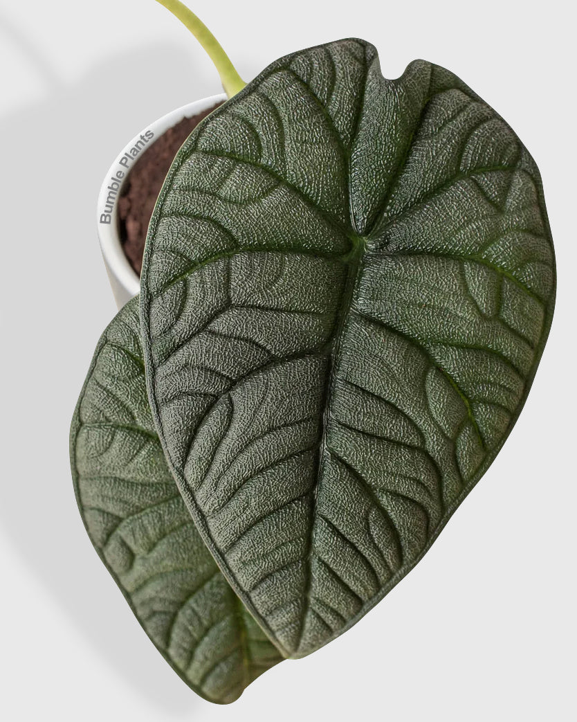 Alocasia Rugosa 'Melo'