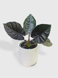 Alocasia Infernalis Kapit 'Black Panther'