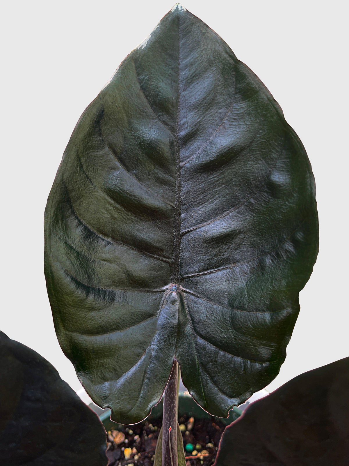 Alocasia Infernalis Kapit 'Black Panther'