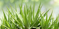 2 Aloe Vera Plants Bare Root 8–12 Inches Organic Medicinal Succulent for Home & Garden