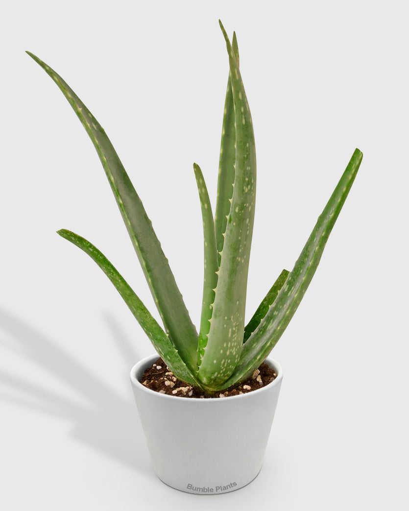 Aloe Barbadensis Mill Vera