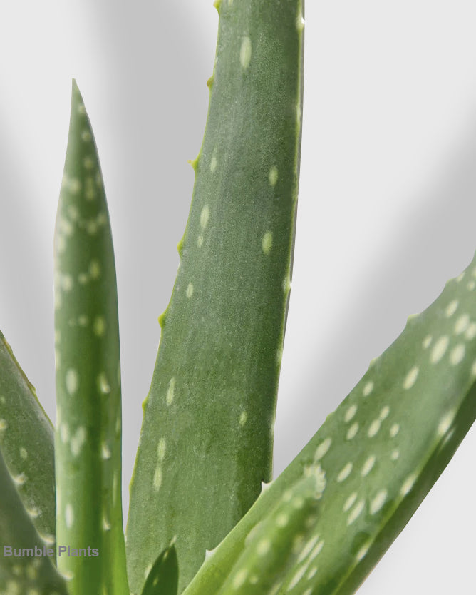 Aloe Barbadensis Mill Vera