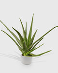 Aloe Barbadensis Mill Vera