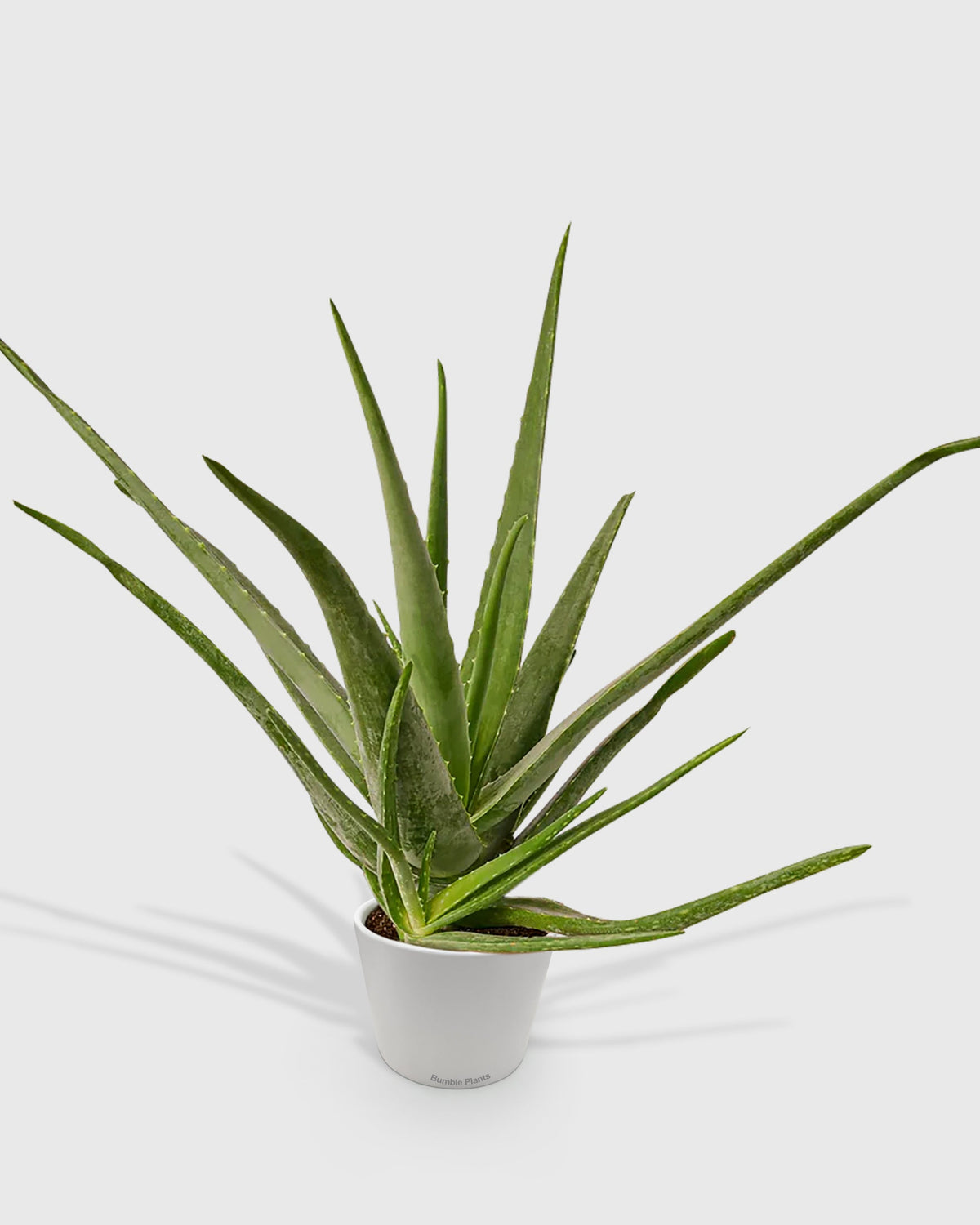 Aloe Barbadensis Mill Vera