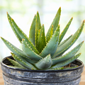 Aloe Brevifolia