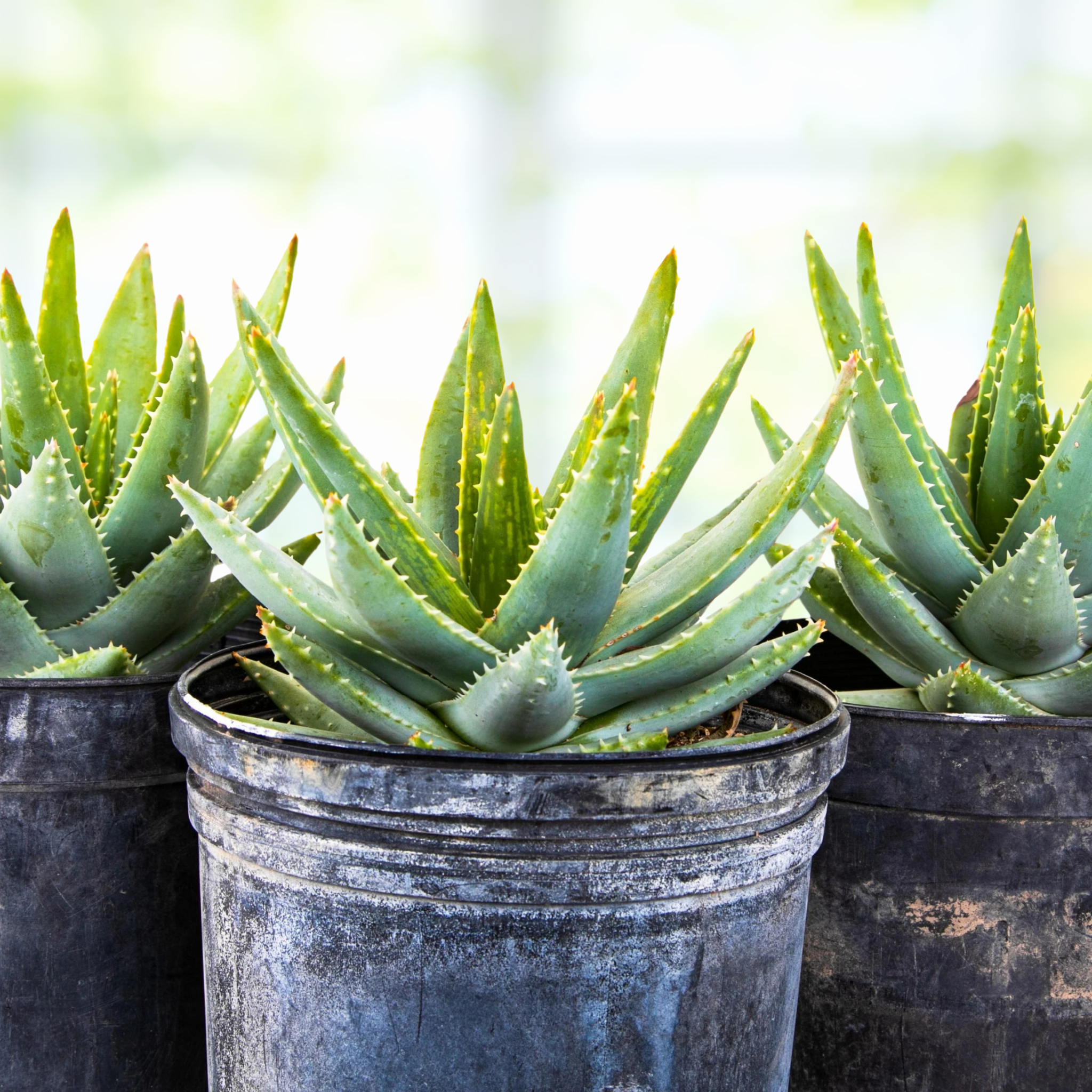 Aloe Brevifolia