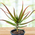Aloe Cameronii