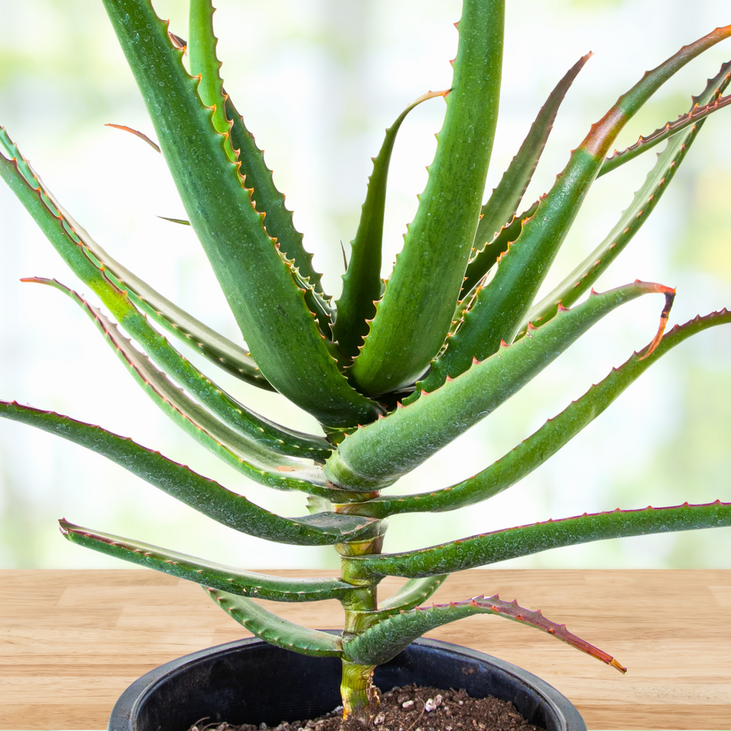 Aloe Cameronii