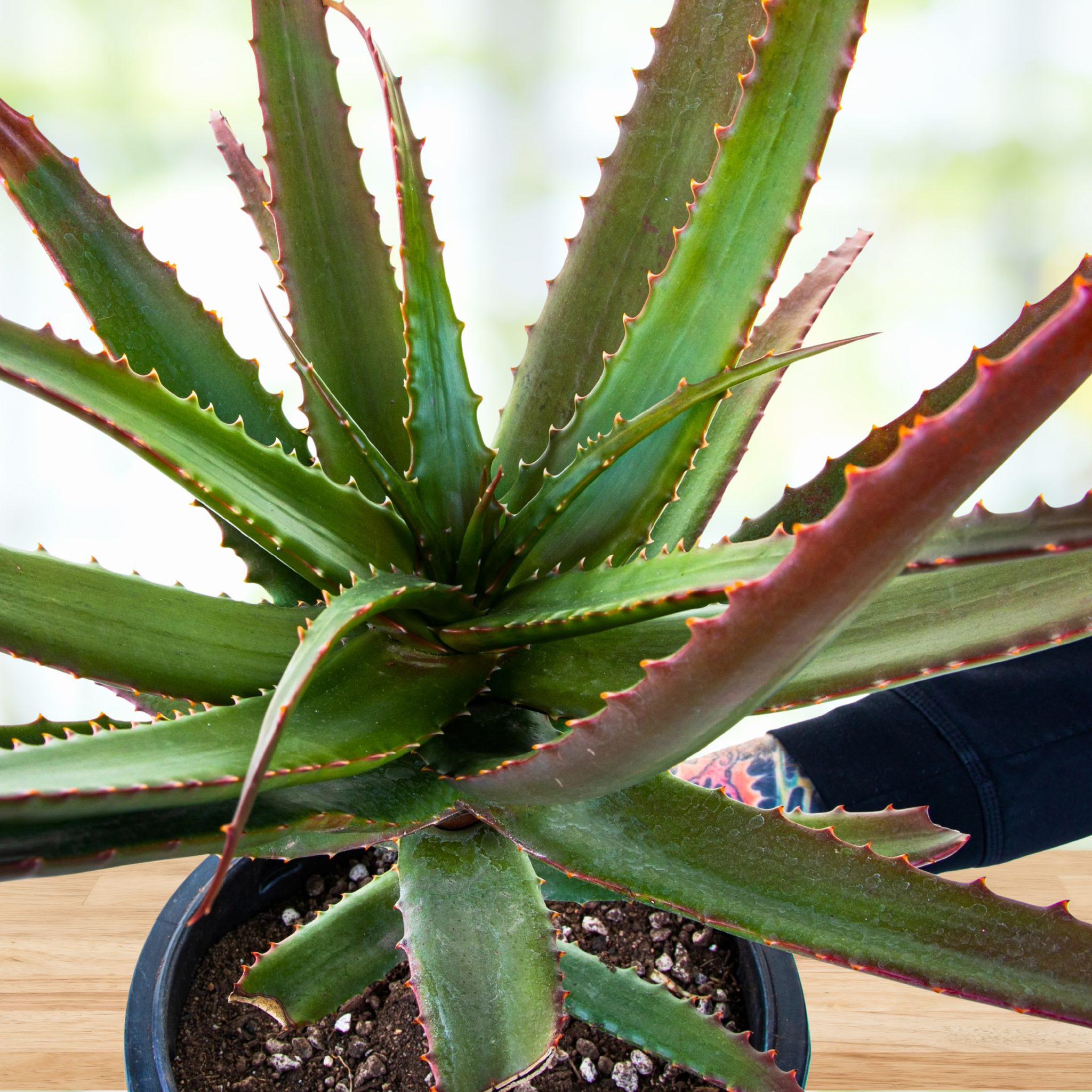 Aloe Cameronii