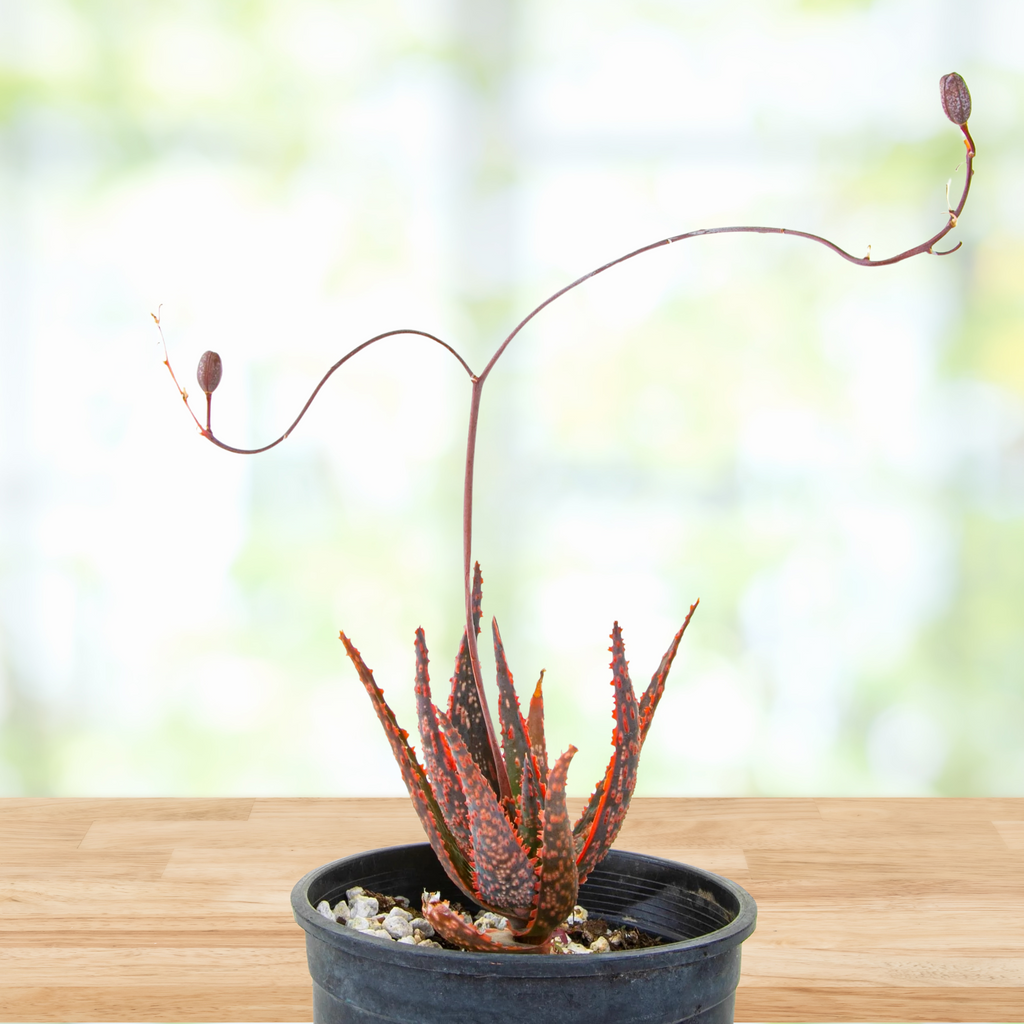Aloe 'Christmas Carol'