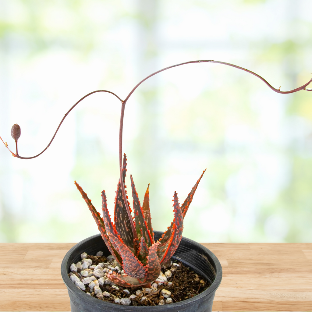 Aloe 'Christmas Carol'