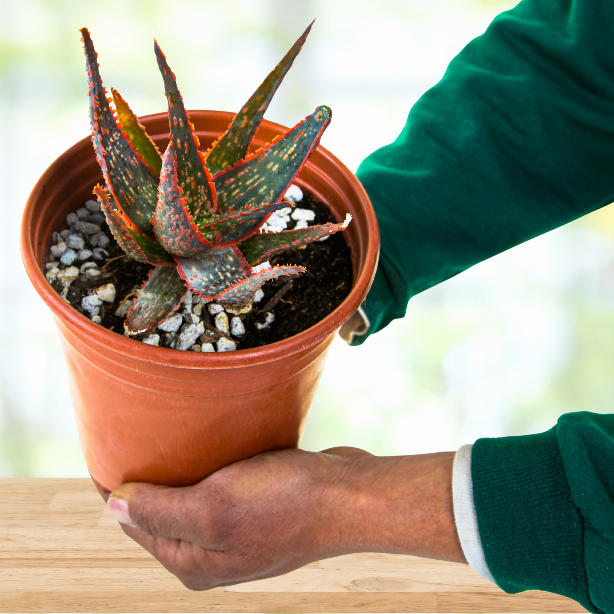 Aloe 'Christmas Carol'