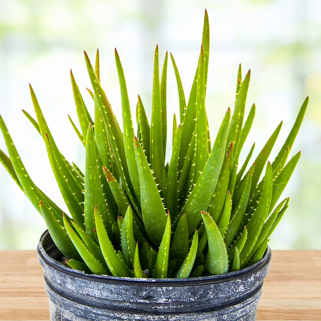 Aloe 'Crosby's Prolific'
