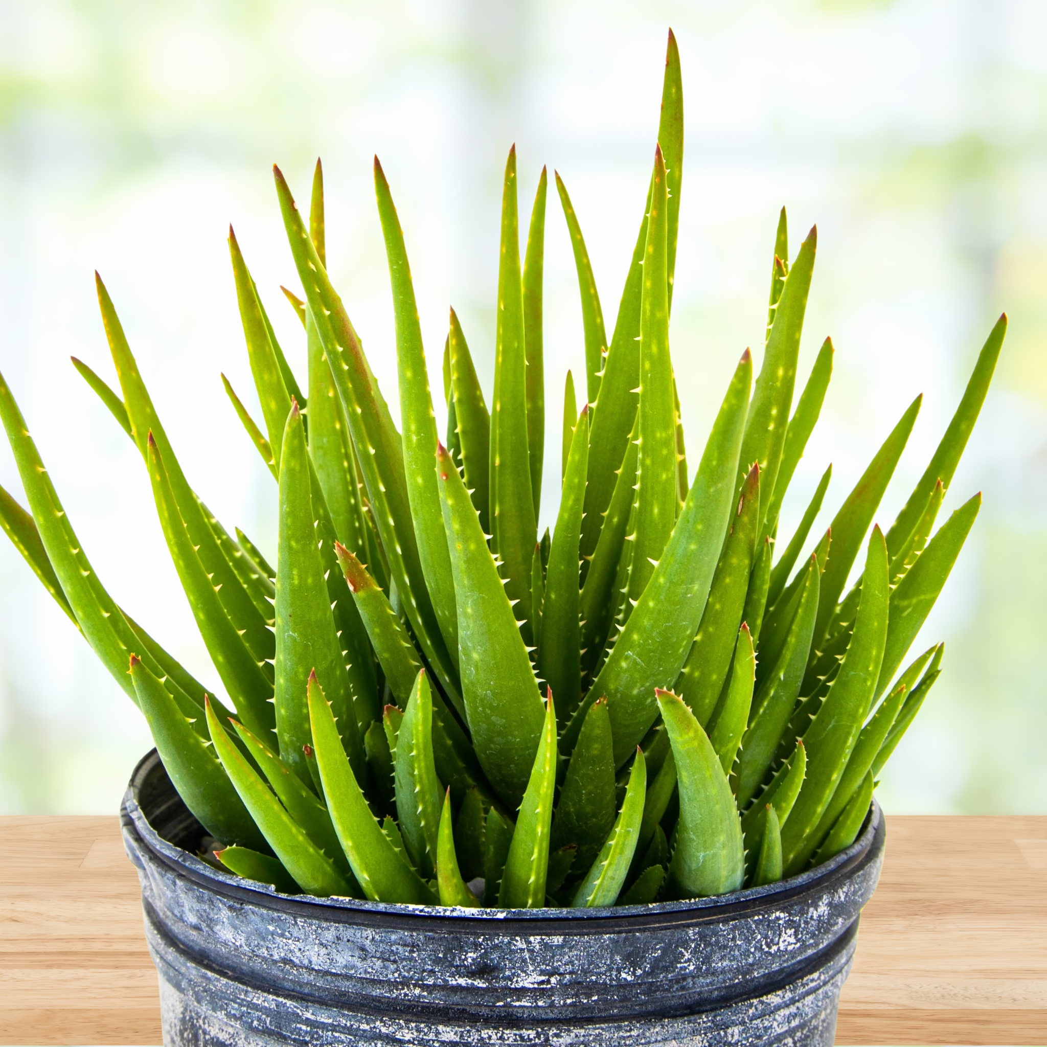 Aloe 'Crosby's Prolific'