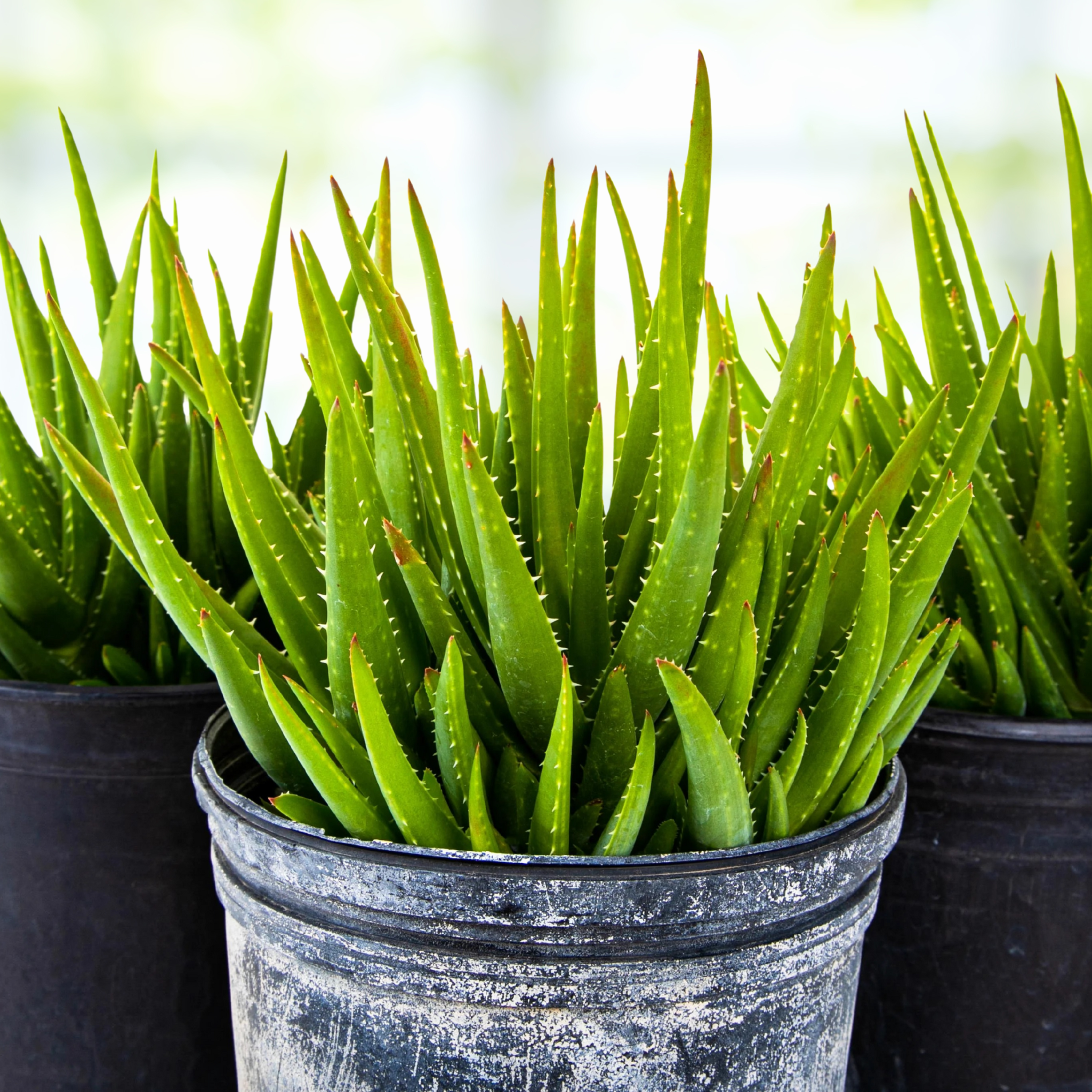 Aloe 'Crosby's Prolific'