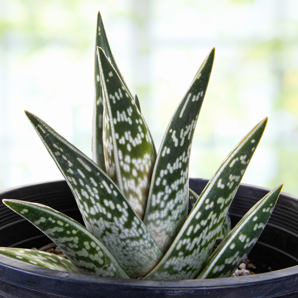 Tiger Aloe
