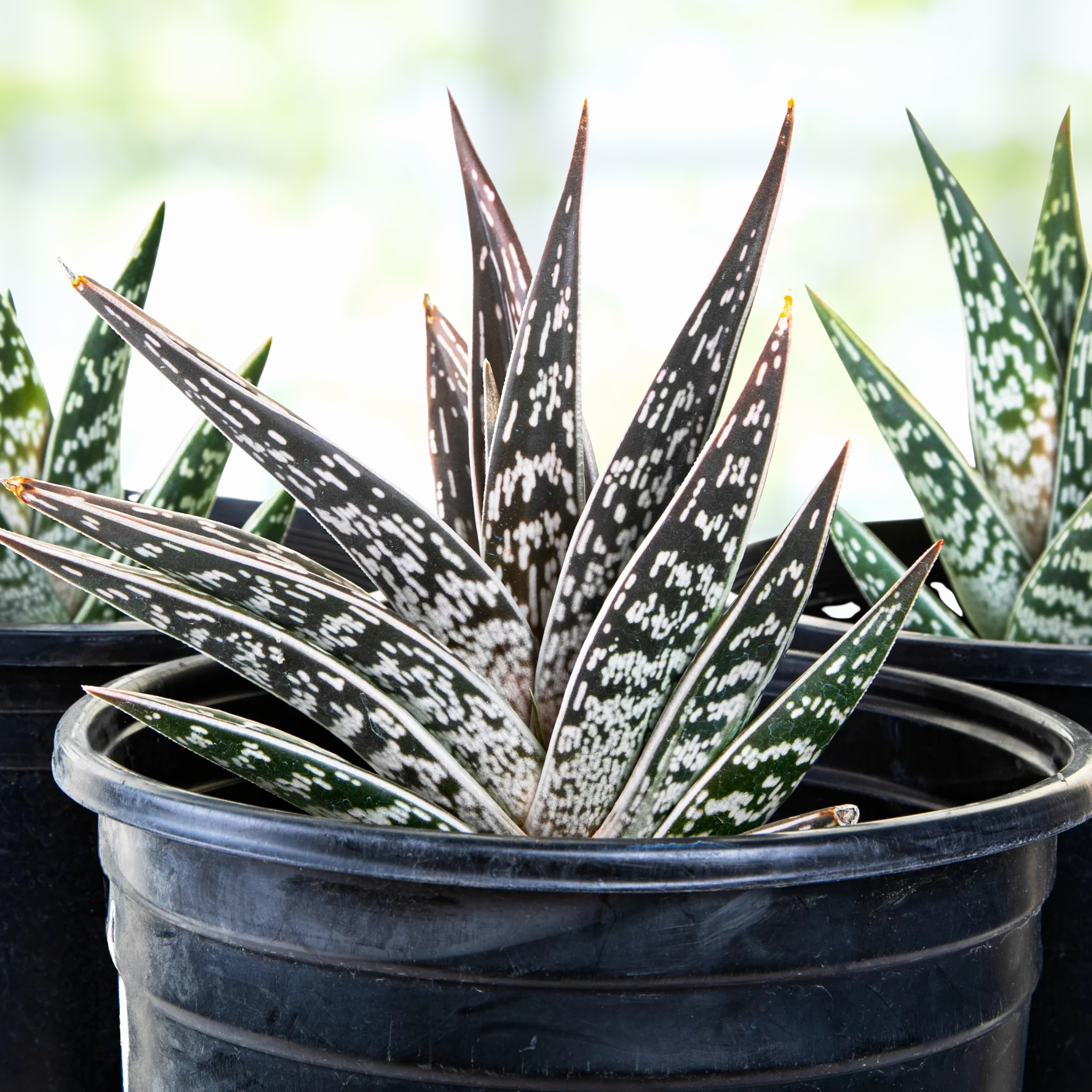 Tiger Aloe