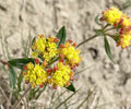 Eriogonum flavum Seeds – Golden Wild Buckwheat Wildflower, 50 Non-GMO Perennial Seeds, Native Pollinator Garden Plant