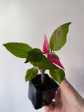 Alternanthera "party time"