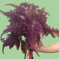 Red Amaranth seeds