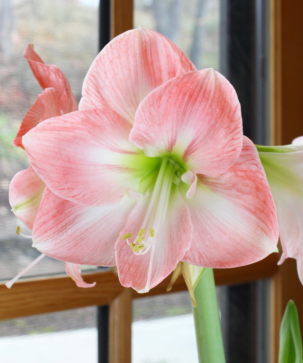 Apple Blossom Amaryllis - 20-22 cm bulb