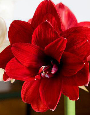 Double Dragon Amaryllis- 22-26 cm bulb