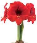 Double Six® Symphony Amaryllis