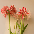 Amaryllis - Doublet