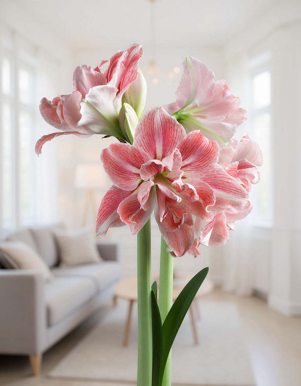 First Love® Symphony Amaryllis