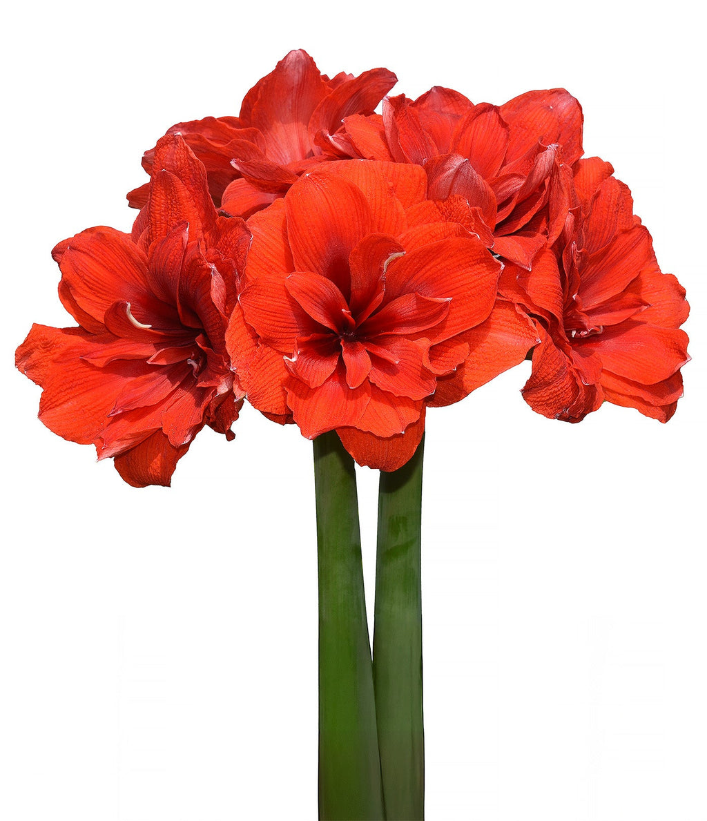 Malaga Amaryllis - 28-32 cm bulb